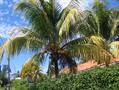 Coconut palm